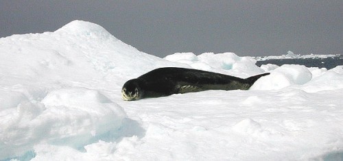 Leopard seal resting on an iceberg.