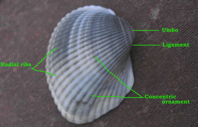 Parts of a bivalve shell