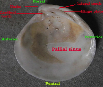 Parts of a bivalve shell
