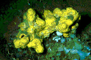 Figure 3. The deep water sponge, Spongosorites sp. is the source of potent antiinflammatory compounds, called the topsentins. These chemicals may be useful in treating arthritis, burns, allergic reactions, or inflammatory bowel disease. (Harbor Branch Oceanographic Institution)