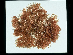 The bryozoan, Bugula neritina, is the source of the antitumor compounds, the bryostatins. A common fouling organism, Bugula was harvested from dock pilings for early studies of its bioactivity. (Photo courtesy of Dominick Mendola, CalBioMarine Technologies.)