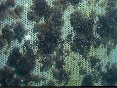 The bryozoan Bugula neritina can be "seeded" onto mesh screens (left) and placed in the sea for grow-out (right). (Photos courtesy of Dominick Mendola, CalBioMarine Technologies.)
