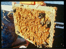 placed in the sea for grow-out (Photos courtesy of Dominick Mendola, CalBioMarine Technologies.)