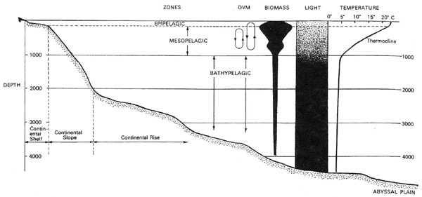 Figure 1. A profile of the oceanic water column, showing some of its characteristic features, including diel (day/night) vertical migrations (DVM). Modified after Herring, 2002.