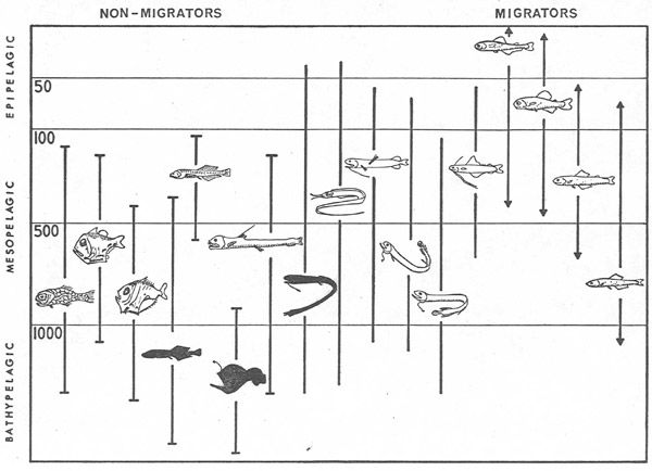 Figure 4. Diagram of the vertical distribution patterns of mesopelagic and bathypelagic fishes in a typical midwater community. Modified after Robison, 1976; Natural History 85(7).