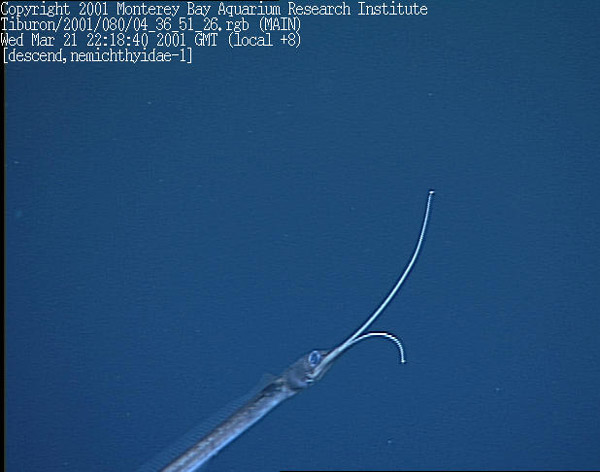 Figure 7. A snipe eel, probably Borodulina in a video frame grab from the ROV Tiburon. Copyright MBARI