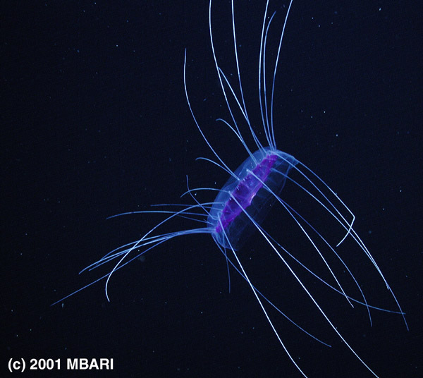 Figure 9. Solmissus, a mesopelagic narcomedusa. This animal is swimming upward and to the left. Digital image from the ROV Tiburon. Copyright MBARI.