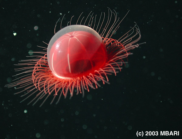 Figure 10. Benthocodon, a deep water medusa that inhabits the water column as well as the deep seafloor. Digital image from the ROV Tiburon. Copyright MBARI.