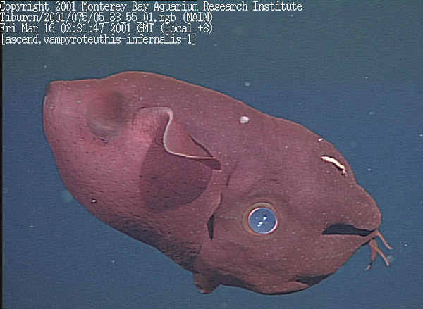 Figure 11. Vampyroteuthis, an archaic, deep-living cephalopod. The dark patch to the left of the fin is a closed photophore, the siphon is visible and pointed downward. The white filament on the upper surface is a sensory structure that can be trailed far behind the animal. Video frame grab from the ROV Tiburon.