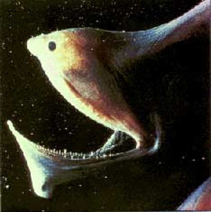 Figure 12. Bathypelagic fishes: Caulophryne, a deep-sea anglerfish with small eyes but well-developed sensory filaments, Copyright B.H. Robison.