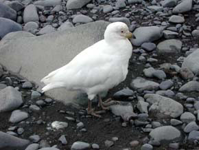 Snowy Sheathbill