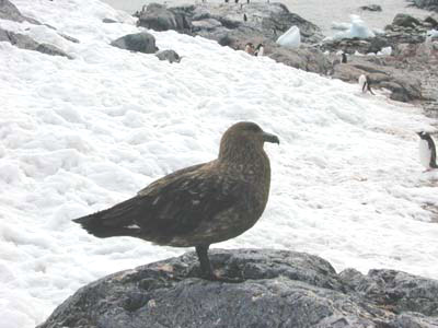 Brown Skua