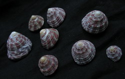 Top shells