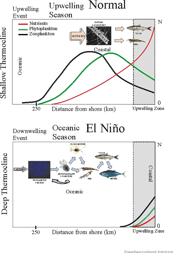 Figure 7. Conceptual model of offshore-onshore changes associated with El Niño.