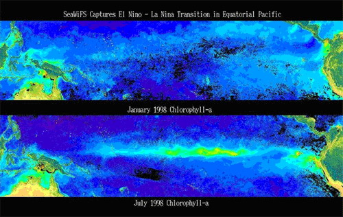 Figure 6. During January 1998 a full-fledged El Niño was in place and concentrations of chlorophyll along the equator and the coast of Peru were dramatically reduced. A dramatic change occurred in May 1998 as La Niña. By July 1998 the most dramatic blooms of phytoplankton ever observed along the equatorial Pacific developed and the coast of Peru was once again highly productive.