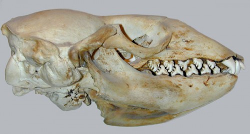 Crabeater seal skull showing 'fancy' teeth for filter feeding its krill prey.