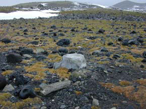 An unusually productive area of the coastline of Antarctica with both antarctic grass and antarctic moss. Notice the whale backbone left by whalers years ago.