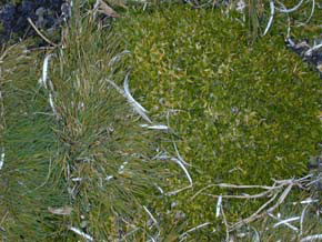 Antarctic grass and antarctic moss are some of the few plants that can survive in Antarctica.