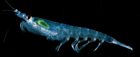 Krill