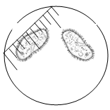 In this fig. the paramecium is occupying 8 subdivisions of the scale. So what is the reading?