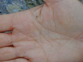 Antarctic wingless flies