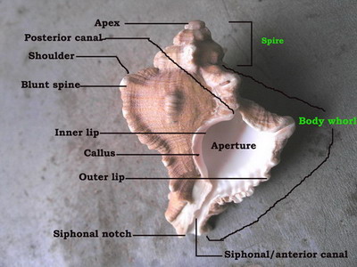 parts of a univalve shell