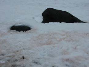 Red snow algae