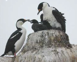 Blue-Eyed Shag 