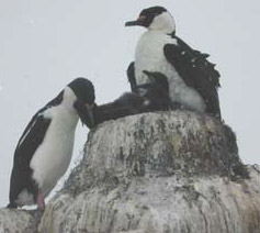 Blue-Eyed Shag 