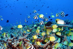 Coral reef at French Frigate Shoals - Credit: James Watt