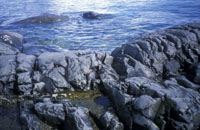 Antarctic tidepools